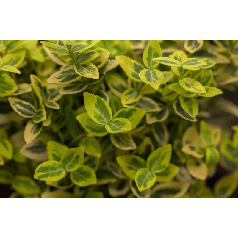 Plantiflor Gelbbunter Spindelstrauch Pyramide Topf Durchmesser 23 cm