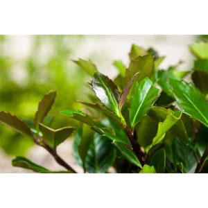 Plantiflor Stechpalme Heckenblau Topf Durchmesser 23 cm Plantiflor Stechpalme Heckenblau Topf Durchmesser 23 cm