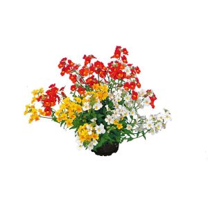 Plantiflor Elfenspiegel Trio Topf Durchmesser 12 cm Plantiflor Elfenspiegel Trio Topf Durchmesser 12 cm