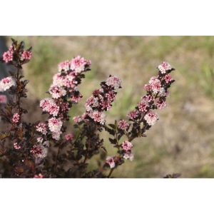Plantiflor Blasenspiere Proven Winners Tiny Wine Topf Durchmesser 19 cm Plantiflor Blasenspiere Proven Winners Tiny Wine Topf Durchmesser 19 cm
