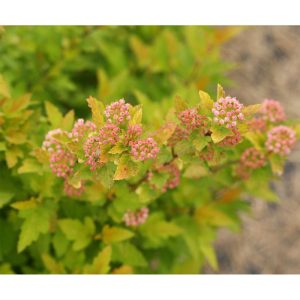 Plantiflor Gelbe Blasenspiere Proven Winners Tiny Win Gold Topf Durchmesser 19 cm Plantiflor Gelbe Blasenspiere Proven Winners Tiny Win Gold Topf Durchmesser 19 cm