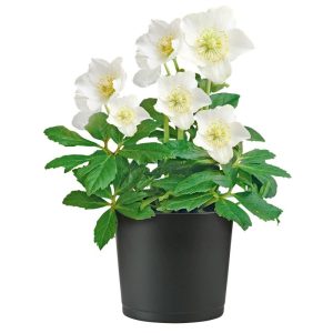 Plantiflor Christrose Christmas Carol Top Durchmesser 12 cm Plantiflor Christrose Christmas Carol Top Durchmesser 12 cm