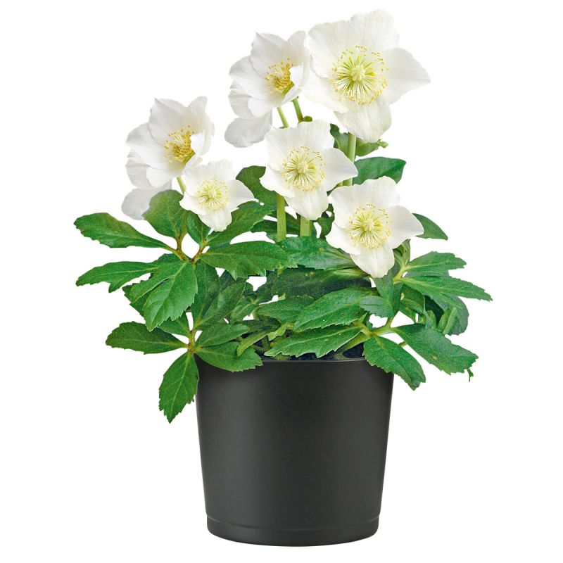 Plantiflor Christrose Christmas Carol Top Durchmesser 12 cm