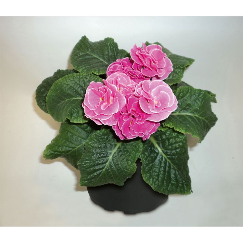 Plantiflor Primeln Sonderfarben Topf Durchmesser 11 cm