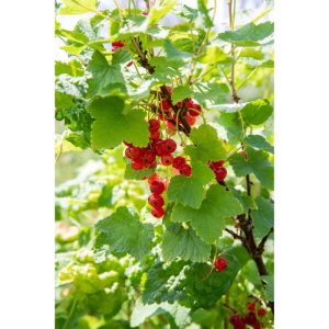 Plantiflor Rote Johannisbeere Jonkheer van Tets Topf Durchmesser 23 cm Plantiflor Rote Johannisbeere Jonkheer van Tets Topf Durchmesser 23 cm