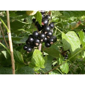 Plantiflor Schwarze Johannisbeere Titania Topf Durchmesser 23 cm Plantiflor Schwarze Johannisbeere Titania Topf Durchmesser 23 cm