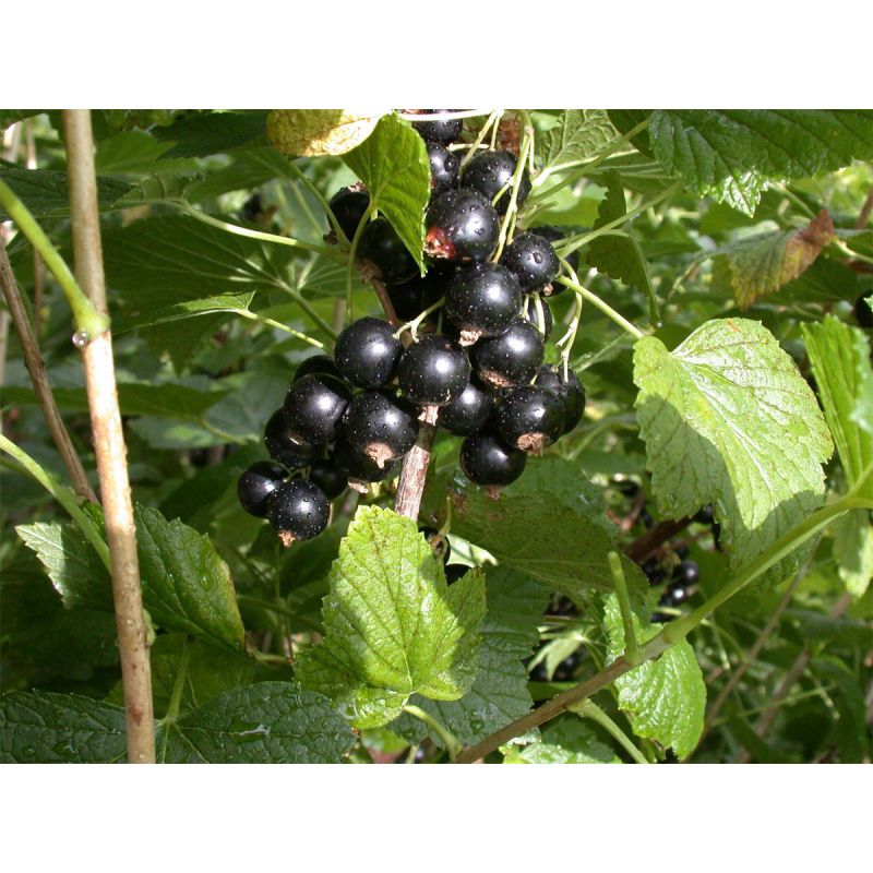 Plantiflor Schwarze Johannisbeere Titania Topf Durchmesser 23 cm