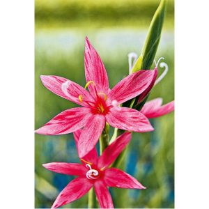 Plantiflor Roter Sumpfspaltgriffel in Sorten 9 cm Plantiflor Roter Sumpfspaltgriffel in Sorten 9 cm