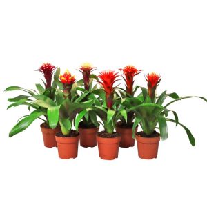 Plantiflor Bromelien-Mix Topf- Durchmesser 12 cm Plantiflor Bromelien-Mix Topf- Durchmesser 12 cm