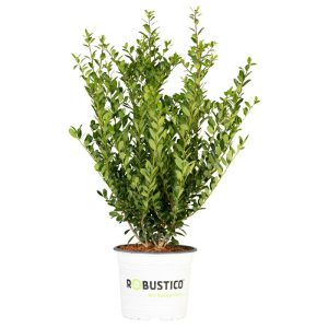 Plantiflor Grüne Stechpalme Robustico Topf Durchmesser 23 cm Plantiflor Grüne Stechpalme Robustico Topf Durchmesser 23 cm