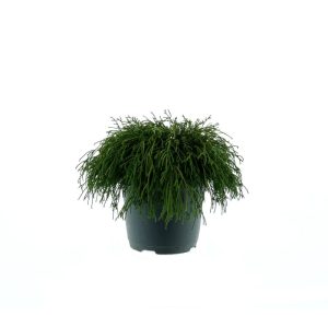 Plantiflor Grüne Zwerg-Fadenzypresse Filifera Nana Topf Durchmesser 23 cm Plantiflor Grüne Zwerg-Fadenzypresse Filifera Nana Topf Durchmesser 23 cm