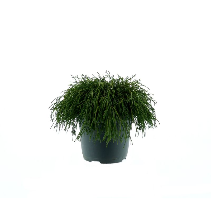 Plantiflor Grüne Zwerg-Fadenzypresse Filifera Nana Topf Durchmesser 23 cm