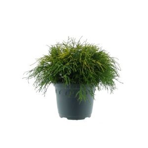 Plantiflor Gelbe Zwerg-Fadenzypresse Sungold Topf Durchmesser 23 cm Plantiflor Gelbe Zwerg-Fadenzypresse Sungold Topf Durchmesser 23 cm
