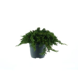 Plantiflor Niederer Zwergwacholder Nana Topf Durchmesser 23 cm Plantiflor Niederer Zwergwacholder Nana Topf Durchmesser 23 cm