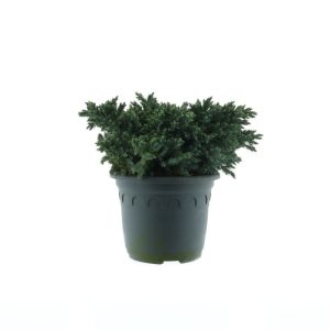 Plantiflor Blauer Zwerg-Wacholder Blue Star Topf Durchmesser 23 cm Plantiflor Blauer Zwerg-Wacholder Blue Star Topf Durchmesser 23 cm