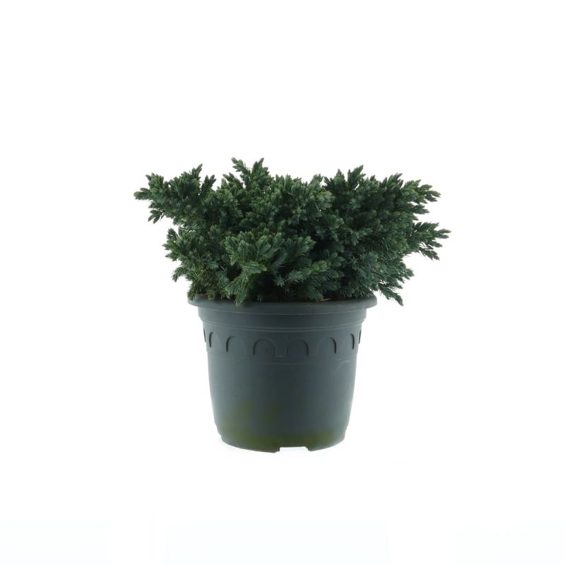 Plantiflor Blauer Zwerg-Wacholder Blue Star Topf Durchmesser 23 cm