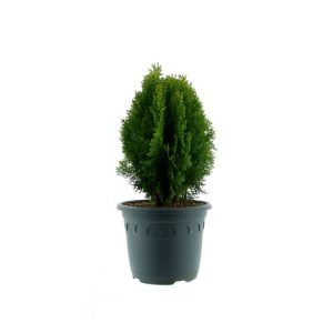 Plantiflor Gelber Zwerg-Lebensbaum Aurea Nana Topf Durchmesser 23 cm Plantiflor Gelber Zwerg-Lebensbaum Aurea Nana Topf Durchmesser 23 cm