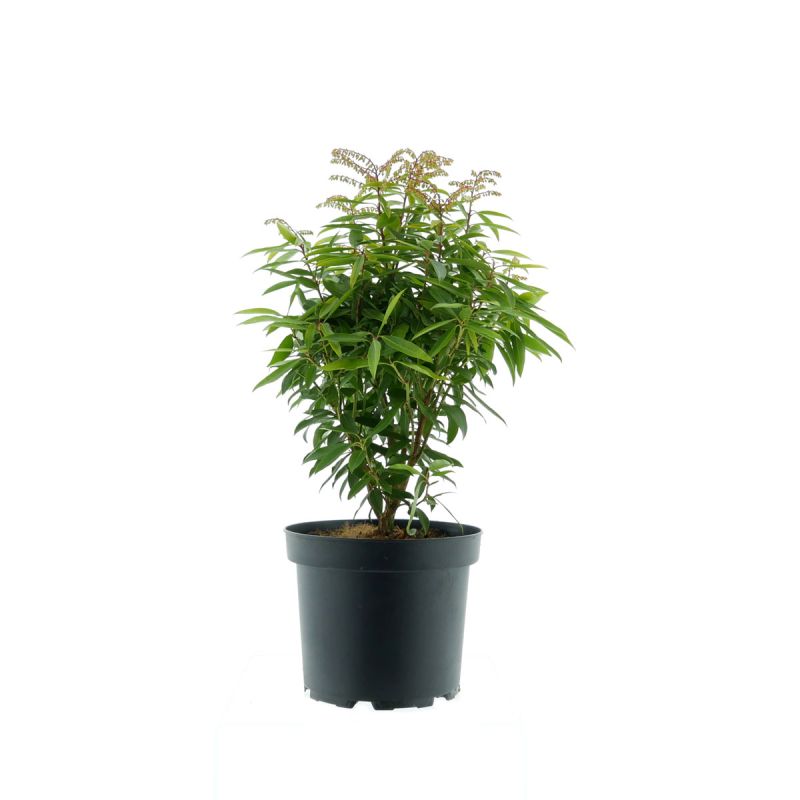 Plantiflor Japanische Lavendelheide Brouwers Beauty Topf Durchmesser 17 cm