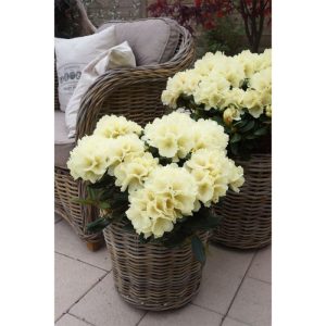 Plantiflor Alpenrose yakushimanum Centennial Gold Topf Durchmesser 23 cm Plantiflor Alpenrose yakushimanum Centennial Gold Topf Durchmesser 23 cm