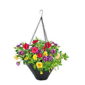 Plantiflor Zauberglöckchen Ampel mehrfarbig Topf Durchmesser 25 cm Plantiflor Zauberglöckchen Ampel mehrfarbig Topf Durchmesser 25 cm