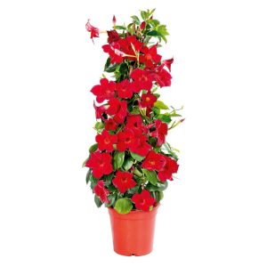 Plantiflor Mandevilla Pyramide Topf Durchmesser 17 cm Plantiflor Mandevilla Pyramide Topf Durchmesser 17 cm
