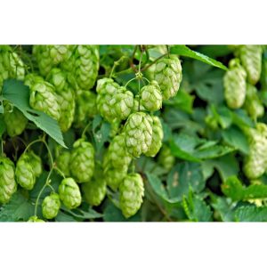 Plantiflor Echter Hopfen Topf Durchmesser 17 cm Plantiflor Echter Hopfen Topf Durchmesser 17 cm
