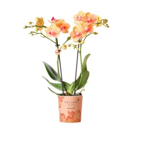 Plantiflor Schmetterlingsorchidee Topf- Durchmesser 9 cm Plantiflor Schmetterlingsorchidee Topf- Durchmesser 9 cm