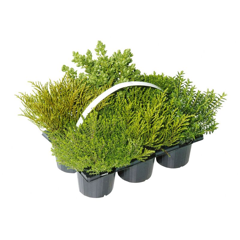 Plantiflor Herbsttray 6er-Pack Topf Durchmesser 9 cm
