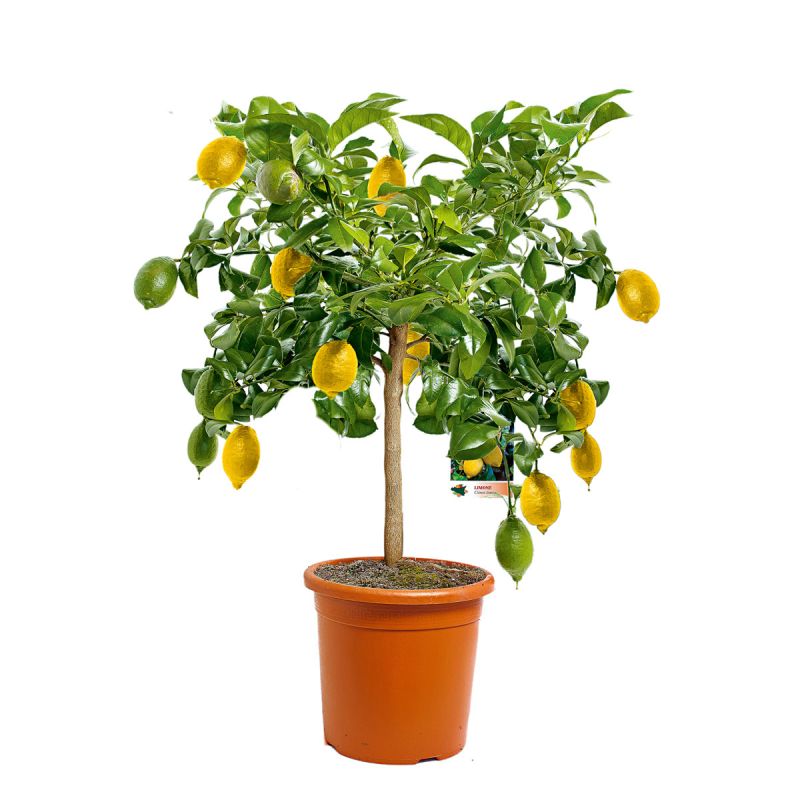 Plantiflor Citrus-Ministamm Topf Durchmesser 20 cm 70-80 cm