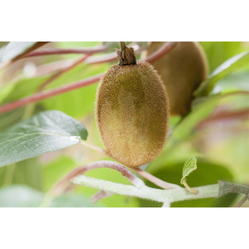 Plantiflor Kiwi Solo Topf Durchmesser 17 cm