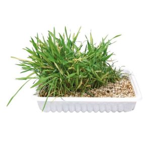 Trixie Katzengras Schale 100g Trixie Katzengras Schale 100g