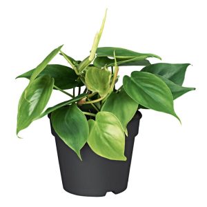 Plantiflor Philodendron Topf Durchmesser 12 cm Plantiflor Philodendron Topf Durchmesser 12 cm