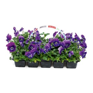Plantiflor Stiefmütterchen 10er-Pack Plantiflor Stiefmütterchen 10er-Pack