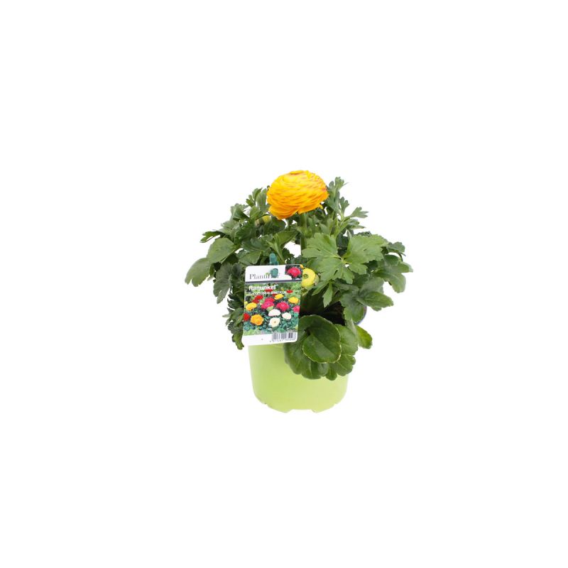 Plantiflor Ranunkel Topf Durchmesser 11 cm