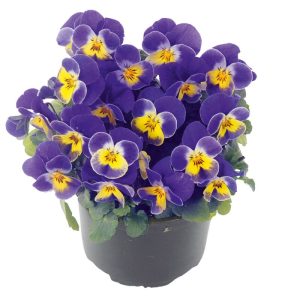 Plantiflor Hornveilchen Topf Durchmesser 9 cm Plantiflor Hornveilchen Topf Durchmesser 9 cm