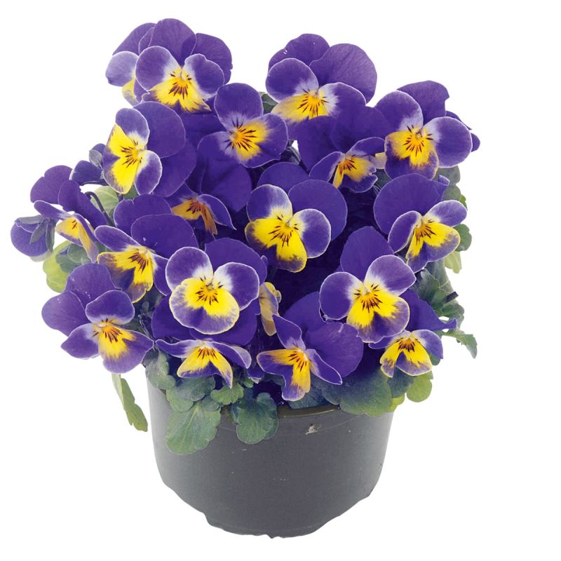 Plantiflor Hornveilchen Topf Durchmesser 9 cm