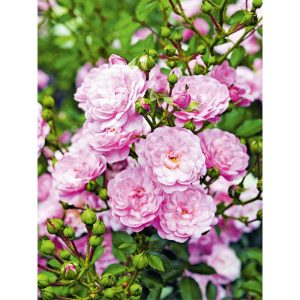 Plantiflor Bodendeckerrose Fairy-Sorten Topf Durchmesser 19 cm Plantiflor Bodendeckerrose Fairy-Sorten Topf Durchmesser 19 cm