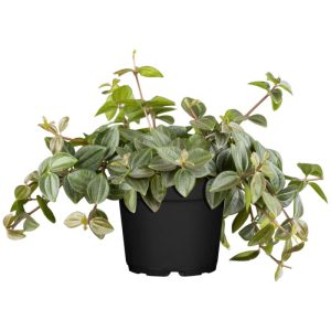 Plantiflor ZGRÜ Peperomia angulata T12 Plantiflor ZGRÜ Peperomia angulata T12