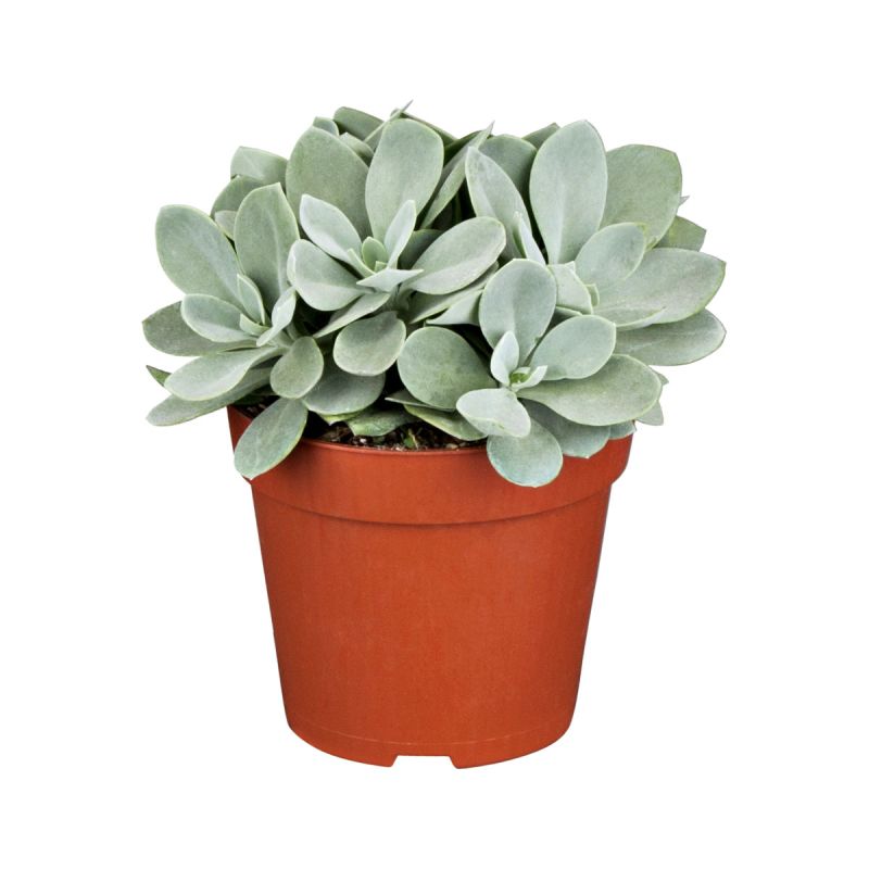 Plantiflor ZGRÜ Senecio cephalophorus T12