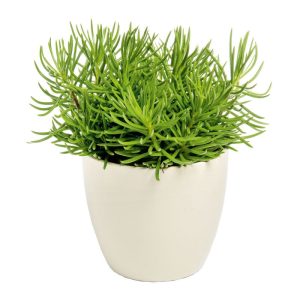 Plantiflor ZGRÜ Senecio Himalaya T12 15-20 cm Plantiflor ZGRÜ Senecio Himalaya T12 15-20 cm