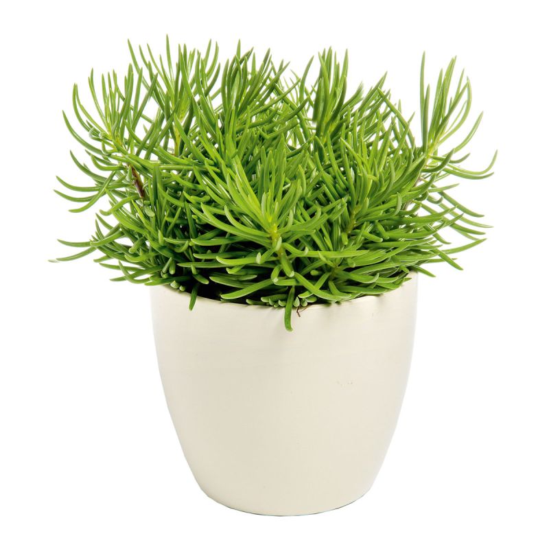 Plantiflor ZGRÜ Senecio Himalaya T12 15-20 cm