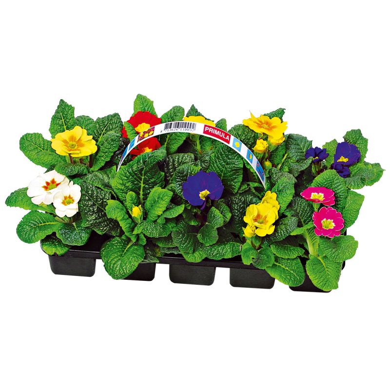 Plantiflor Primel, 10er Pack