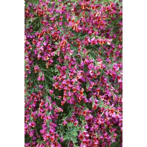 Plantiflor Besenginster Topf Durchmesser 17 cm Plantiflor Besenginster Topf Durchmesser 17 cm