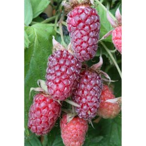 Plantiflor Brombeere Tayberry Topf Durchmesser 17 cm Plantiflor Brombeere Tayberry Topf Durchmesser 17 cm