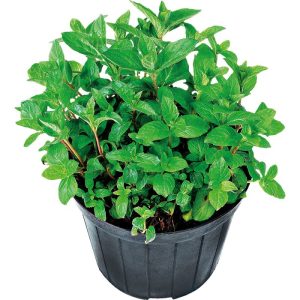 Plantiflor Oregano Plantiflor Oregano