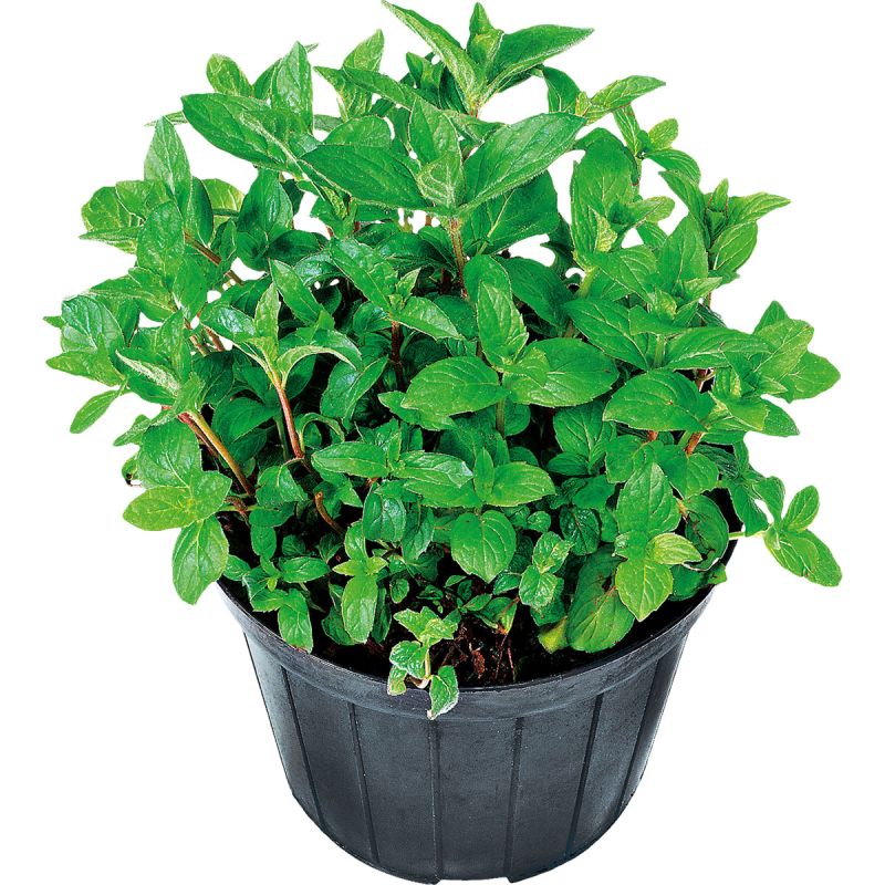 Plantiflor Oregano