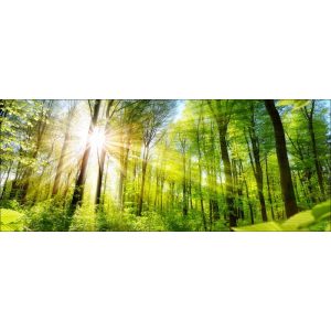 Glas-Art Towards The Sun 50 x 125 cm Glasbild Glas-Art Towards The Sun 50 x 125 cm Glasbild