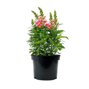 Plantiflor Löwenmäulchen Topf Durchmesser 13 cm Plantiflor Löwenmäulchen Topf Durchmesser 13 cm