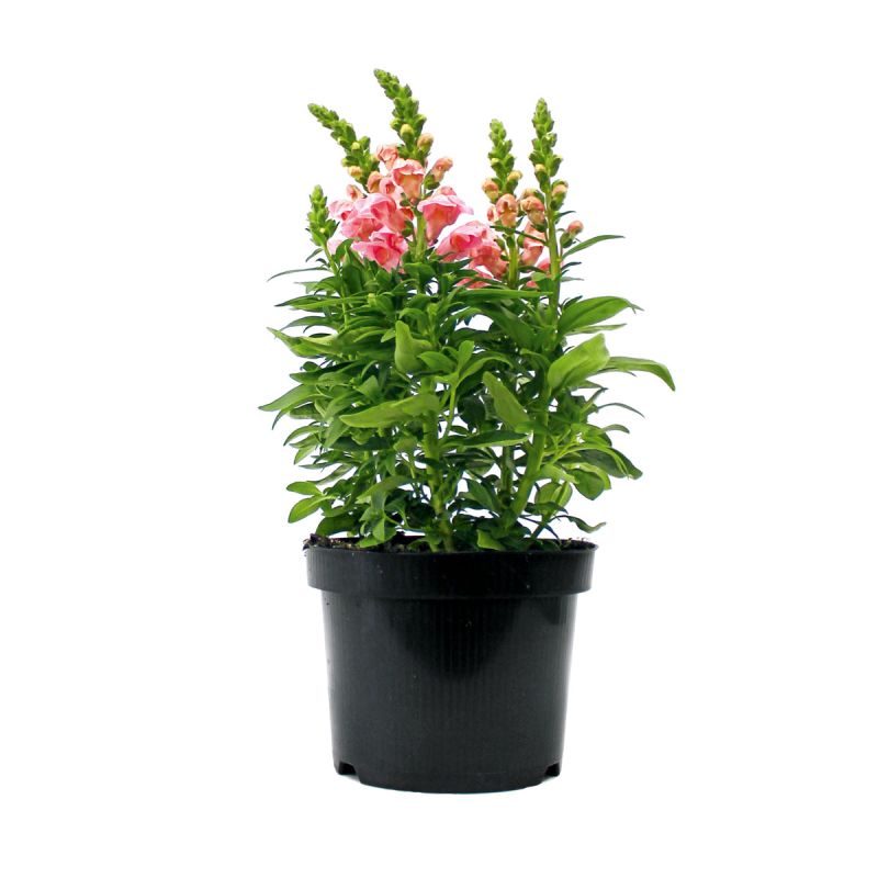 Plantiflor Löwenmäulchen Topf Durchmesser 13 cm