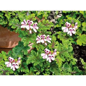 Plantiflor Duftgeranie Topf Durchmesser 12 cm Plantiflor Duftgeranie Topf Durchmesser 12 cm